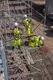SpanSet Scaff-Pro 2 QA  Preview picture 3